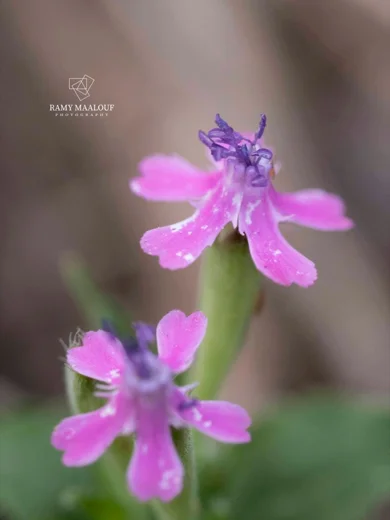Silene aegyptiaca