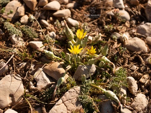 Scorzonera meyeri
