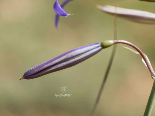 زعيتمان تتري