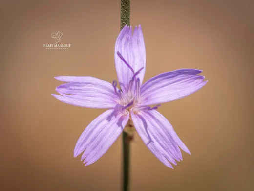 Astartoseris triquetra