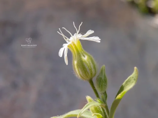 Silene latifolia subsp. alba