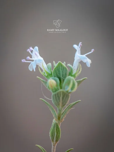 زعتر سوري