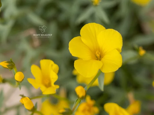 Linum mucronatum subsp. orientale