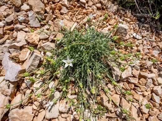 Campanula stricta var. libanotica