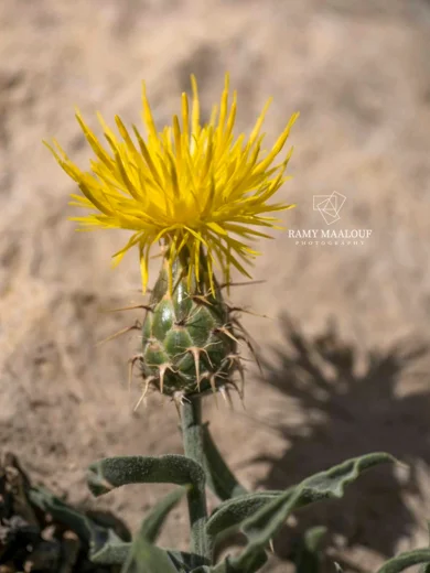 Centaurea drabifolia subsp. libanotica
