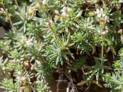 Galium incanum