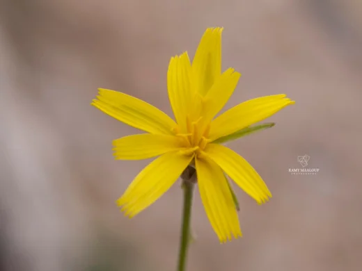Gelasia rigida