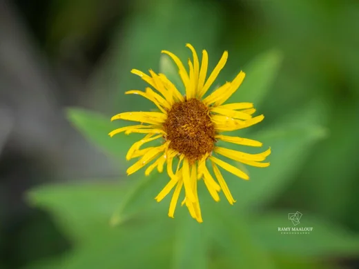 Inula salicina