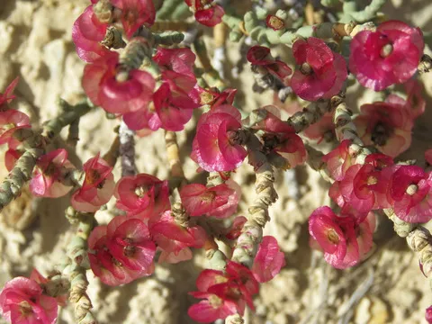 نسب المصنف - غير تجاري 4.0 دولي (CC BY-NC 4.0)- i naturalist.