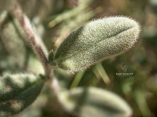 Onosma caerulescens