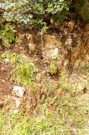 Campanula rapunculus subsp. lambertiana