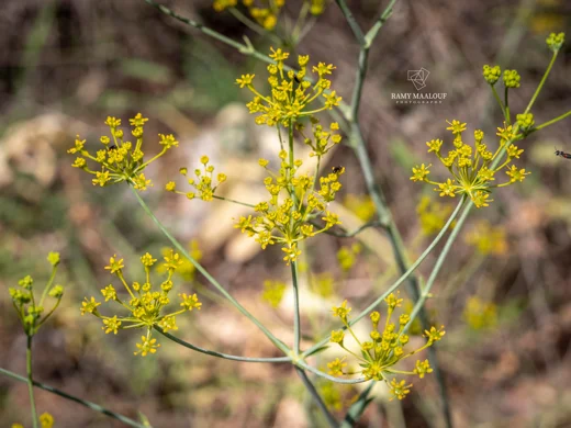 Heptaptera anisopetala