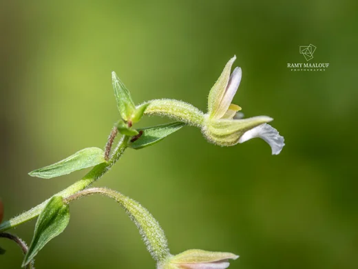 Epipactis palustris