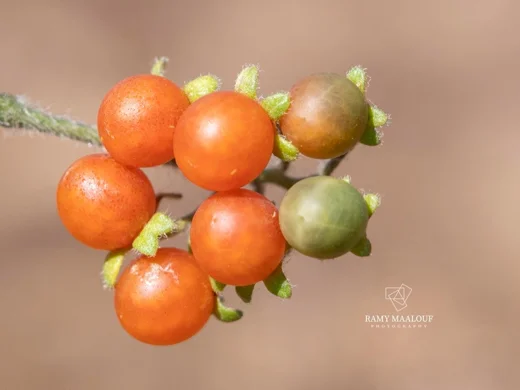 Solanum villosum