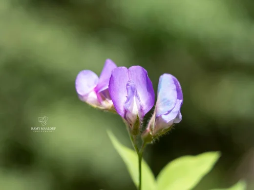 Lathyrus laxiflorus subsp. laxiflorus