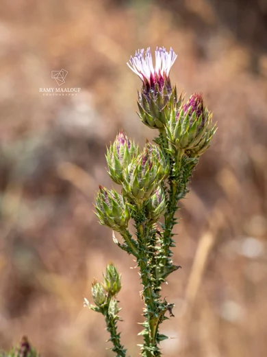 Onopordum cynarocephalum