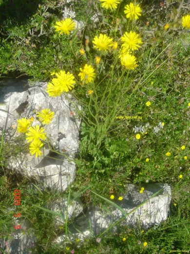 سراغة روتر