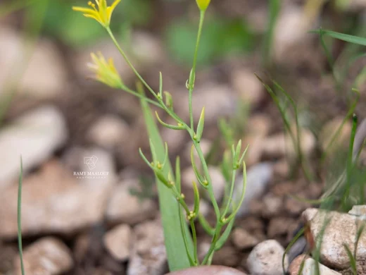 Gagea gageoides