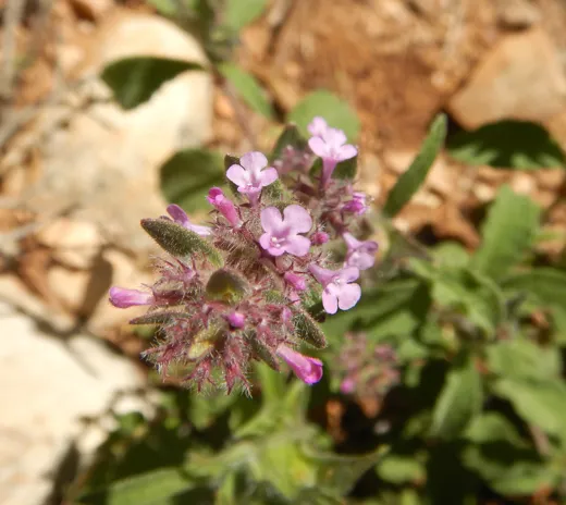 زعتر ناعم