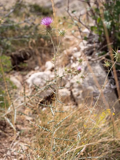Ptilostemon diacanthus subsp. diacanthus