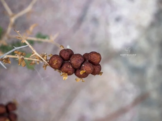 البلّان