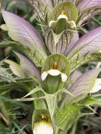 Acanthus syriacus