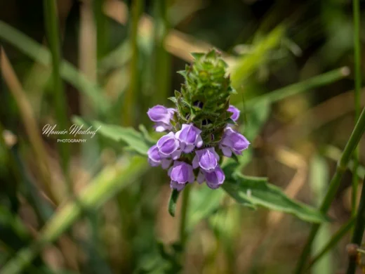 Prunella orientalis