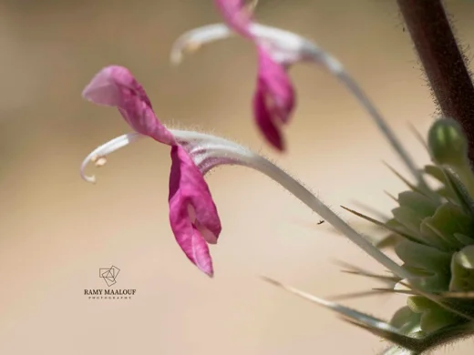 Morina persica