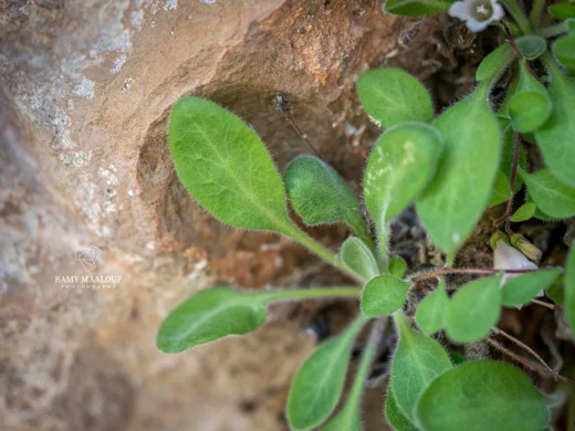 جريس شعري الثمار