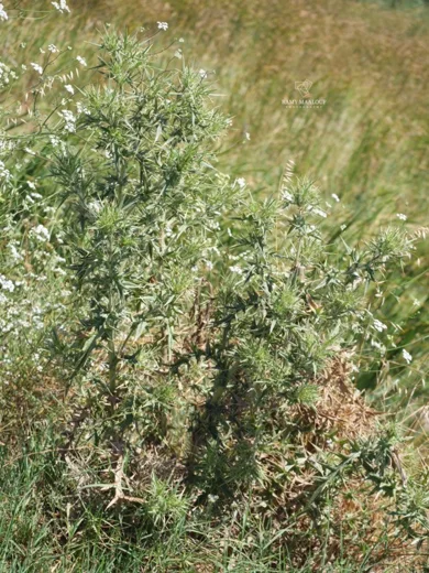 Echinops spinosissimus subsp. bithynicus