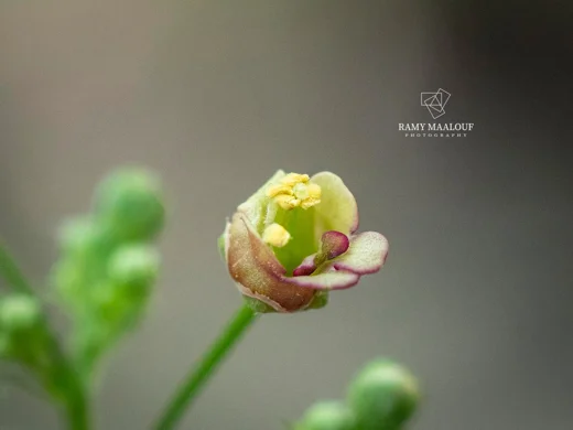 Scrophularia macrophylla