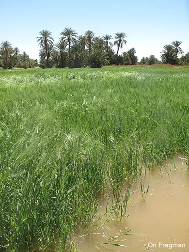 شعير