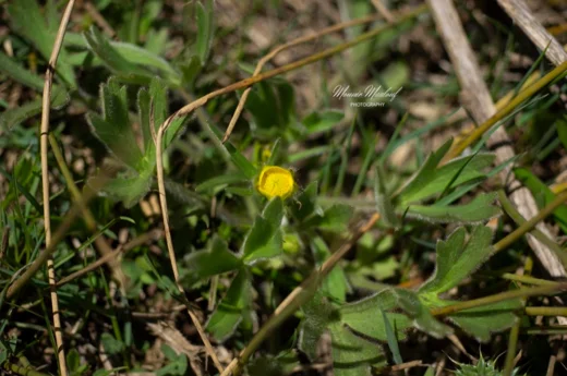 Ranunculus neocuneatus
