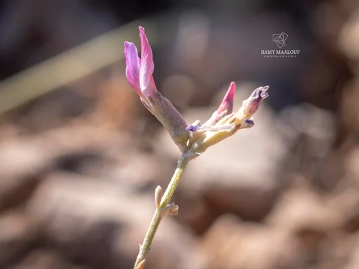 Astragalus trifoliolatus