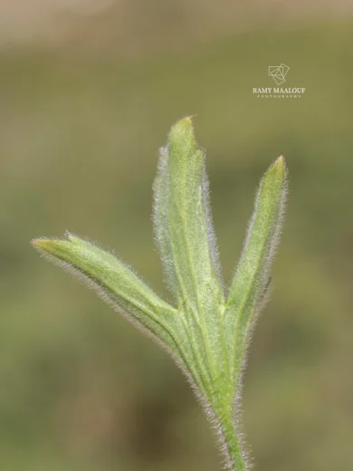 Ranunculus neocuneatus