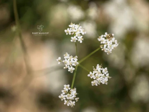 Pimpinella tragium