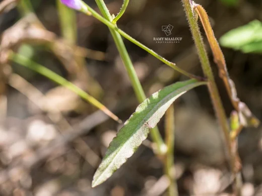 Campanula rapunculus subsp. lambertiana