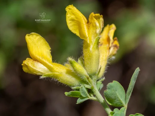 Chamaecytisus drepanolobus