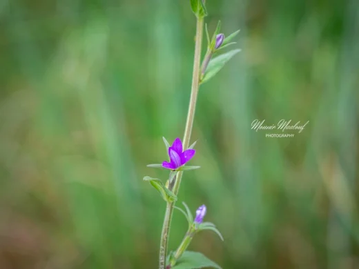 Legousia falcata