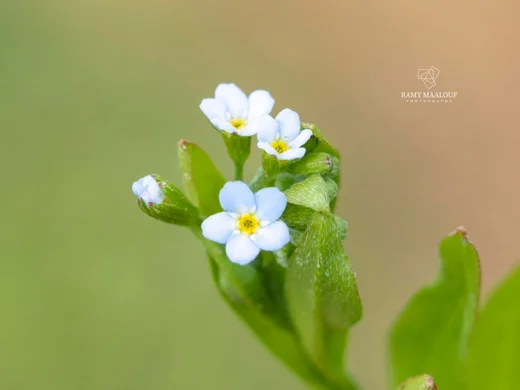 Myosotis laxa subsp. cespitosa