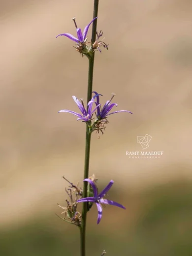 Asyneuma rigidum subsp. sinai