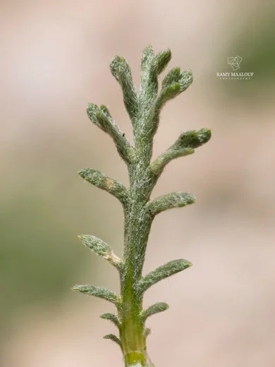 Anthemis cretica subsp. cassia