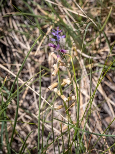 Muscari tenuiflorum