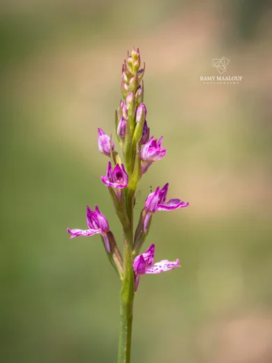 Dactylorhiza iberica