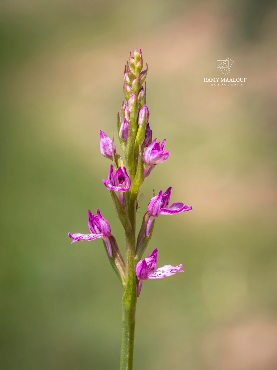 Dactylorhiza iberica