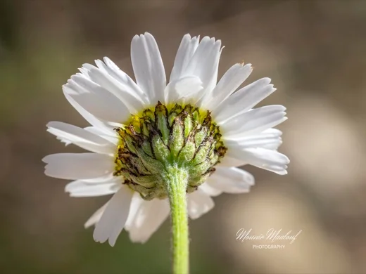 Tripleurospermum oreades