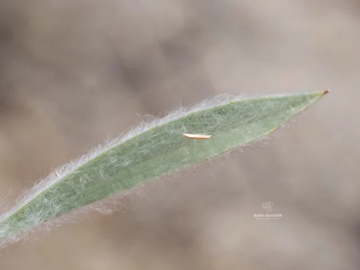 لسان الحمل السهمي