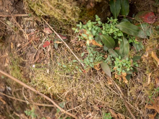 Epilobium lanceolatum