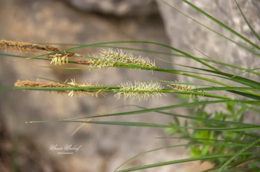 Carex flacca