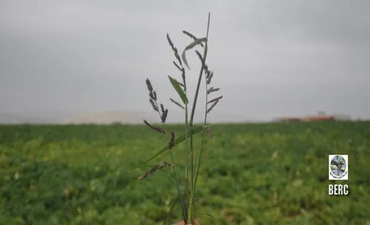 Cyperus latifolius